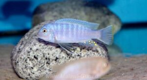 Metriaclima sciasma 'Nkanda'